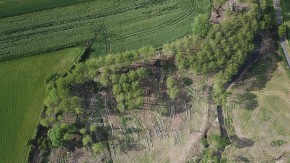 Coupe peuplier en été - vue drone